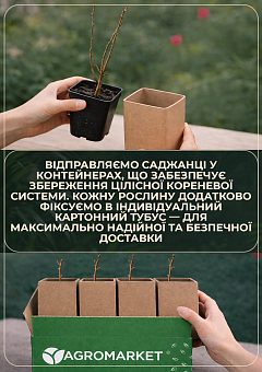 Эксклюзив! Клубничное дерево (кудрания) насыщенно красное "Нанака" (Nanaka) (премиальный сорт, обладает вкусом спелой хурмы)29