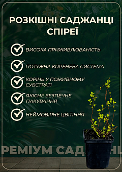 Спірея Японська "Crispa" (горщик Р9)11