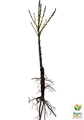 Эксклюзив! Нектарин колоновидный ярко-оранжевый с красным бочком "Принц Уильям" (Prince William) (премиальный среднеспелый сорт) - фото 6