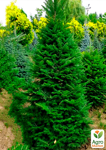 Ялиця бальзамічна "Казковий сад" (Fairy Garden) горщик P9 - фото 2