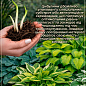 Хоста "Undulata Mediovariegata" цена