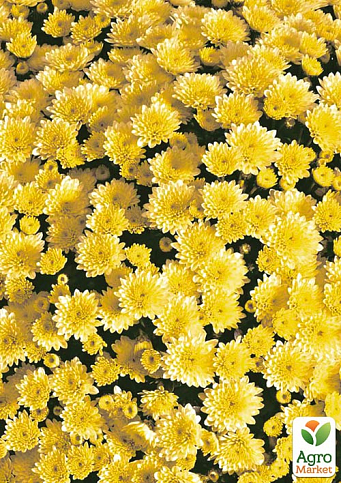 Хризантема мультифлора куляста "Jasoda Yellow"