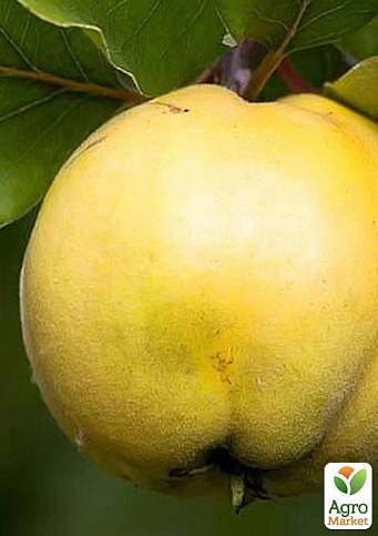 Айва "Студентка" (зимний сорт, поздний срок созревания) - фото 5