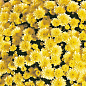 Хризантема мультифлора куляста "Jasoda Yellow"