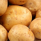 Насіннєвий среднеранний картопля "Сагітта" (на жарку, 1 репродукція) 3 кг
