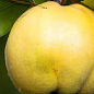 Айва "Студентка" (зимний сорт, поздний срок созревания)