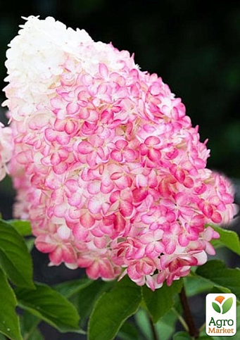 Гортензия метельчатая "Pink & Rose" вазон Р9