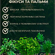 Фінік Робелена (Phoenix roebelenii) цена
