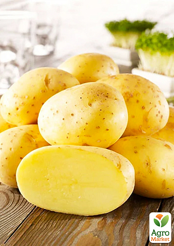 Картопля "Ласунок" насіннєва середньопізня (1 репродукція) 1кг