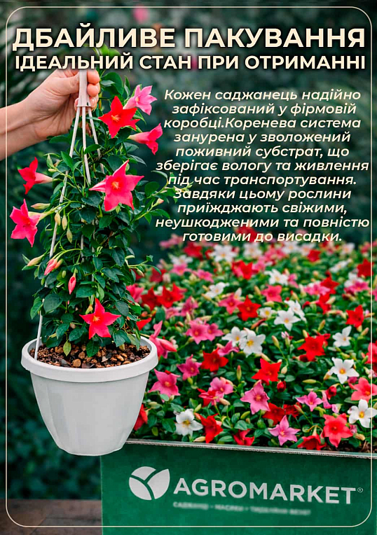 Дипладенія 2-х річна (Mandevilla) "Rosea" (висота 40-50см, підвісний вазон)
