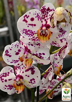 Орхідея (Phalaenopsis) "Leo"1