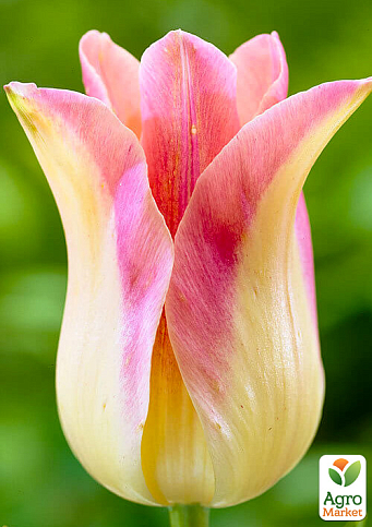 Тюльпан "Elegant Lady" (лилиецветный)