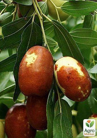 Зізіфус "Китайський 2а" (середній термін дозрівання, високоврожайний сорт) - фото 5