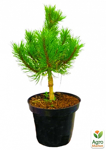Сосна горная "Хайдеперле" (Pinus mugo uncinata "Heideperle") C2, высота 30-40см - фото 2