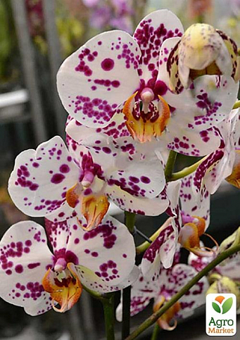 Орхидея (Phalaenopsis) "Leo"