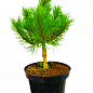 Сосна горная "Хайдеперле" (Pinus mugo uncinata "Heideperle") C2, высота 30-40см купить