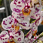 Орхидея (Phalaenopsis) "Leo"