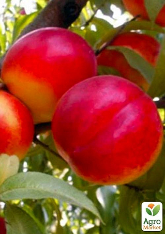 Эксклюзив! Гибрид сливы-персика "Сливовый нектарин"