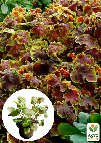 Гейхерелла (Heucherella) "Solar Eclipse" С1 (висота 15-30см)