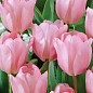 Тюльпан "Apricot Delight" 