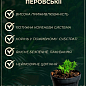 Перовския лебедолистная "Blue Spire" вазон С2 цена