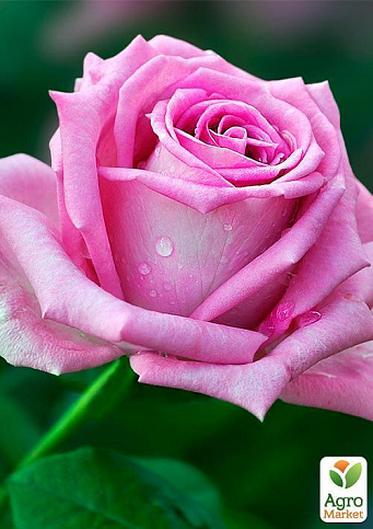 Роза чайно-гибридная "Аква" (Aqua!®) (саженец класса АА+) высший сорт