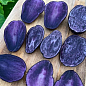 Насіннєвий рання картопля темно-фіолетовий "Полрасін" (1 репродукція) 1кг купить