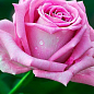 Троянда чайно-гібридна "Аква" (Aqua! ®) (саджанець класу АА +) вищий сорт