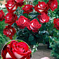 Окулянти Троянди на штамбі «Nicole»