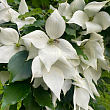Дерен Коуза (Cornus kousa) Кизил Японский