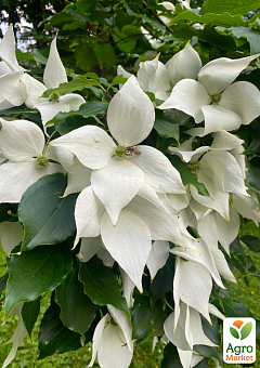 Дерен Коуза (Cornus kousa) Кизил Японский10