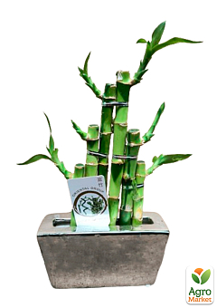 LMTD Бамбук Сандера "Dracaena Steps" (висота 20-30см)10