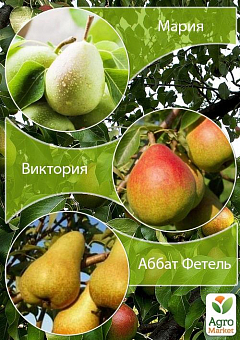Дерево-сад Груша "Мария+Виктория+Аббат Фетель" 2