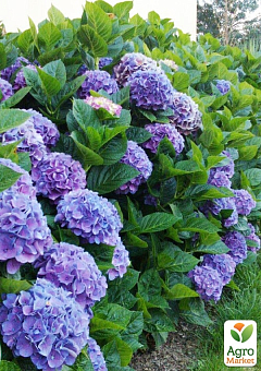Гортензия крупнолистная 4-х летняя "Renate Steiniger" (60-70см)16