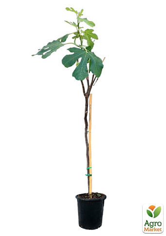 LMTD Инжир 5-и летний "Ficus Сarica" (крупноплодный, самоопыляемый сорт) высота 170-190см - фото 6