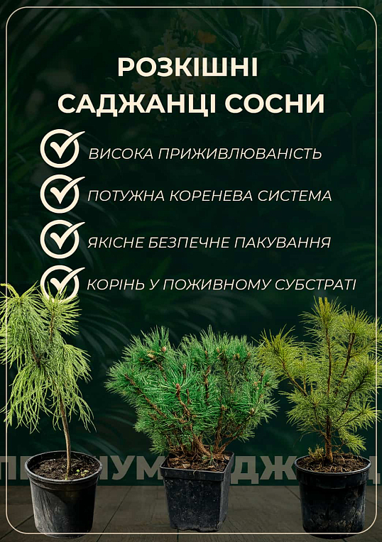 Сосна гірська «Mughus» С2, висота 15-20см - фото 3