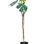 LMTD Інжир 5-річний "Ficus Сarica" (великоплідний, самозапильний сорт) висота 170-190см