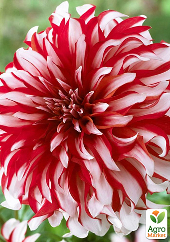 Георгина "Santa Claus"