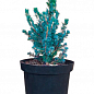 Ялина 2-х річна канадська "Sanders Blue" вазон С1,5 висота 15-20см цена