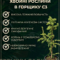 Секвойя вечнозеленая 2-х летняя "Adpressa" С3, высота 10-20см