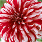 Георгина "Santa Claus"
