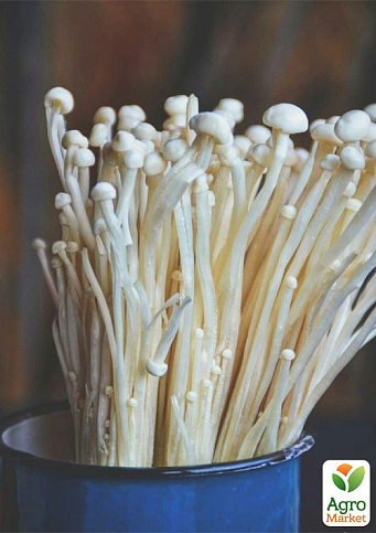 Сухой зерновой мицелий "Эноки" 10г