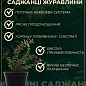 Журавлина "Ерлі блек" (ранні терміни дозрівання, високоврожайний сорт) купить