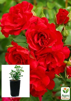 Роза в контейнере мелкоцветковая "Rotilia" (саженец класса АА+) 2