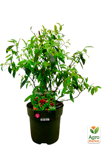 LMTD Голубика розовая "Pink Lemonade" (сортовая, укорененная) высота 50-70 - фото 3