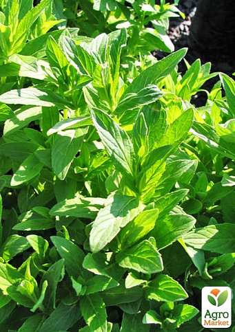 М'ята Мадерійська "Mentha Madeira" (контейнер Р9)