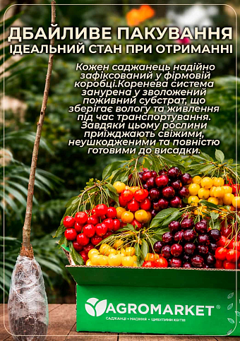 Черешня карликовая "Сэм" Эксклюзив! - фото 4