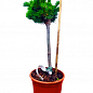 Сосна на штамбе "Беран" (Pinus parviflora "Beran") С2, высота от 30-50см купить