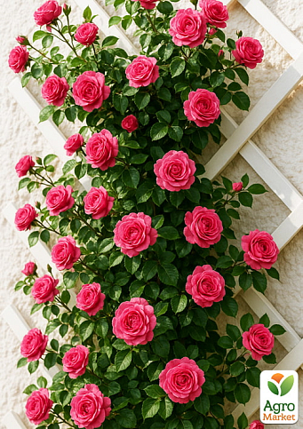 Троянда плетиста "Лавінія" (саджанець класу АА+) вищий сорт