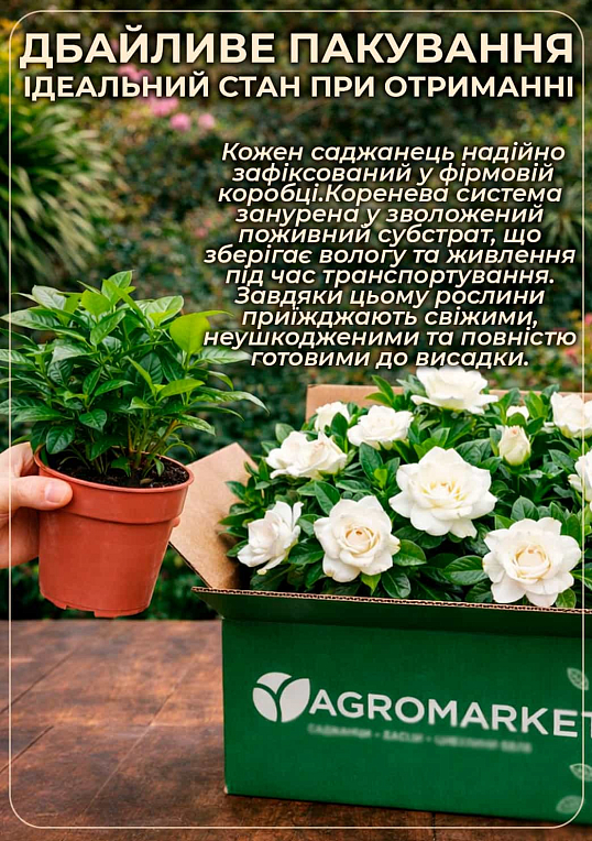 Гардения жасминовидная "Fortune" (Gardenia jasminoides) - фото 4